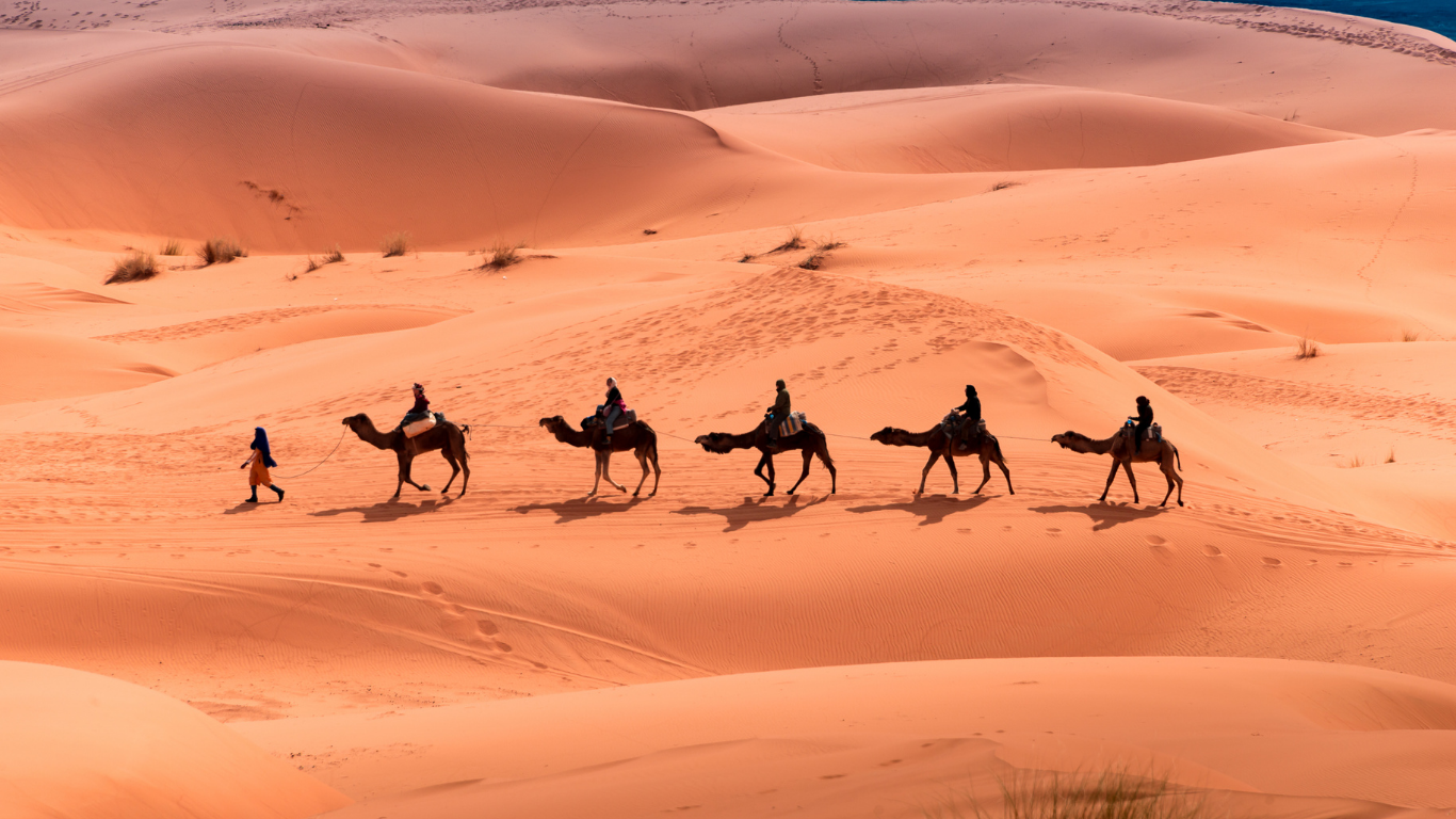 Camel Treks in Sahara Desert